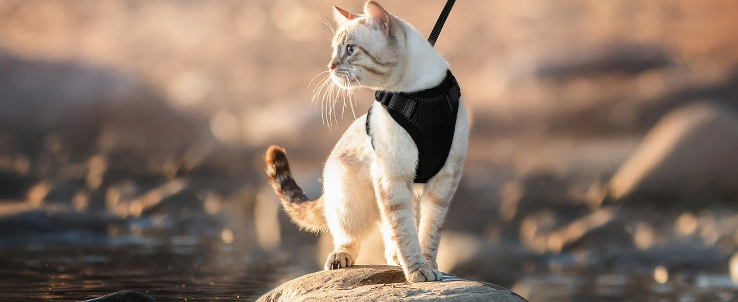 Cat Harness and Leash for Walking,