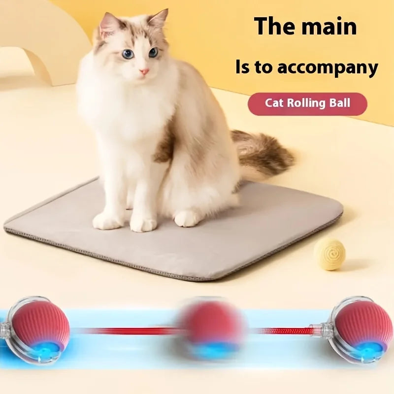 Cat Interactive Ball Training