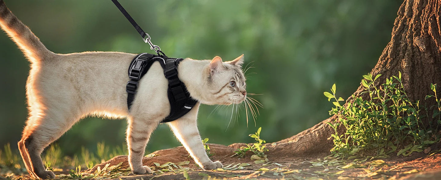 Cat Harness and Leash for Walking,